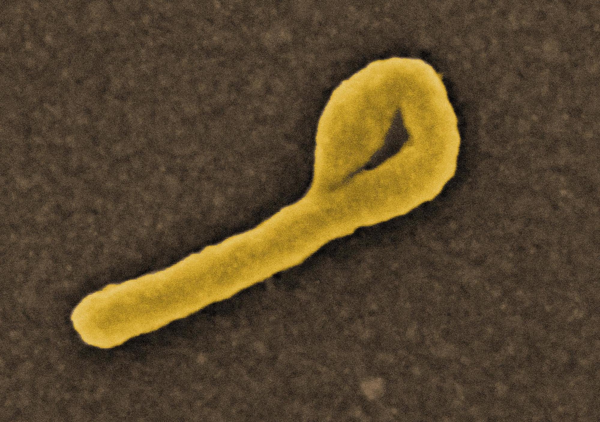 Ebolavirus Ebolavirus