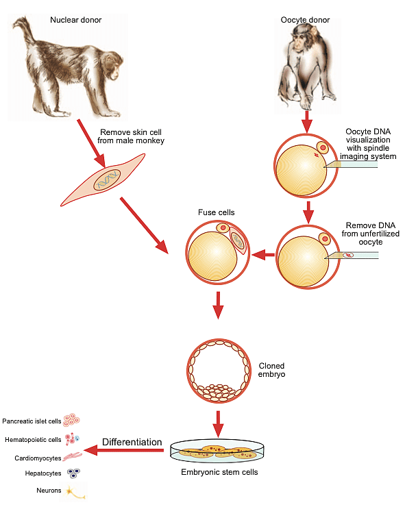 Stammzellforschung Affenklon Spektrum Der Wissenschaft