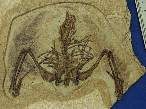Fossil von <i>Gansus yumenensis</i> Fossil von <i>Gansus yumenensis</i>