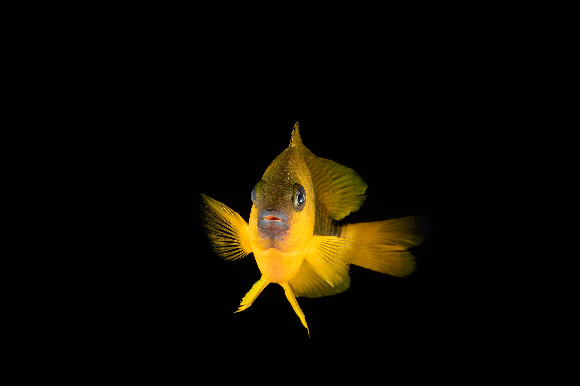 Ein Jungfernfisch Ein Jungfernfisch