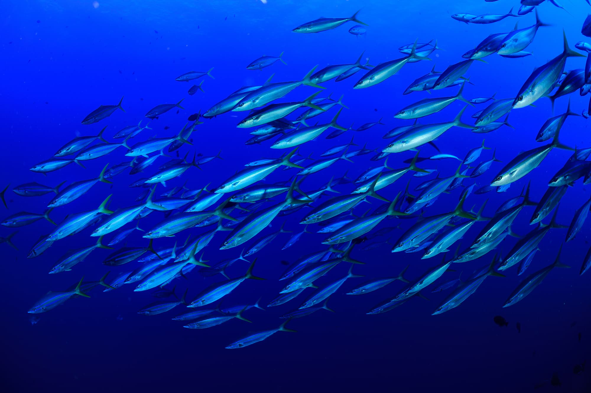 Fischschwarm Fischschwarm