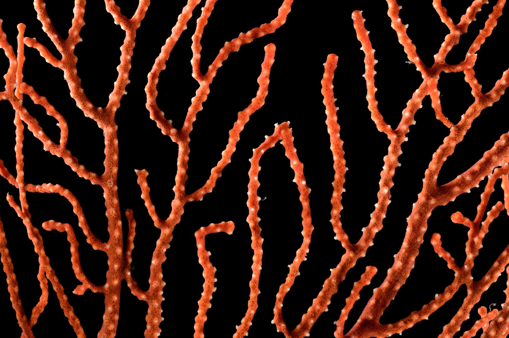 Unidentifizierte Koralle Unidentifizierte Koralle