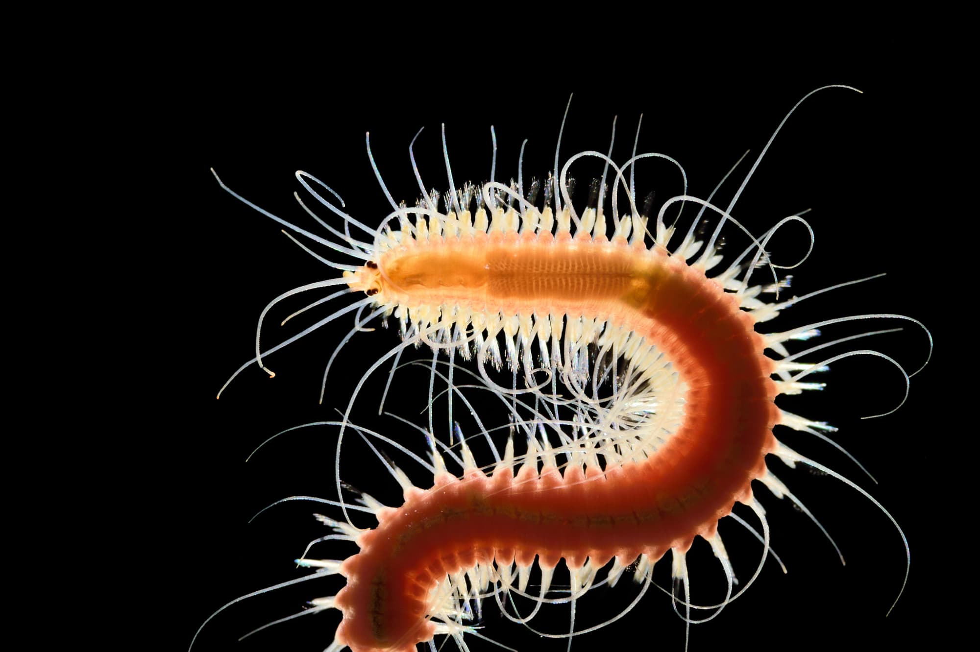 Vielborster-Wurm Vielborster-Wurm