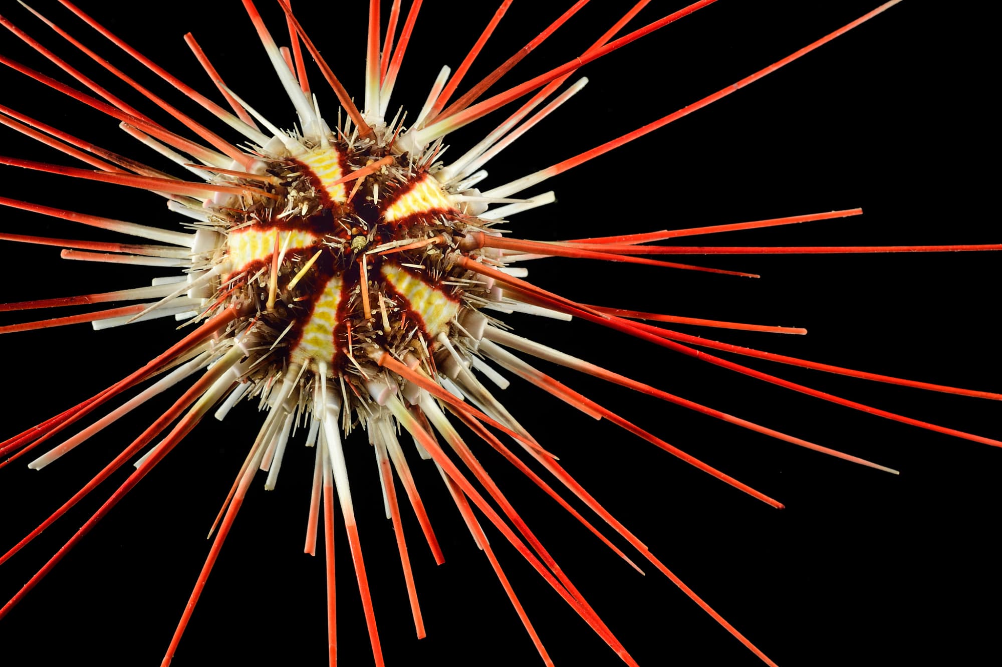 Seeigel Seeigel