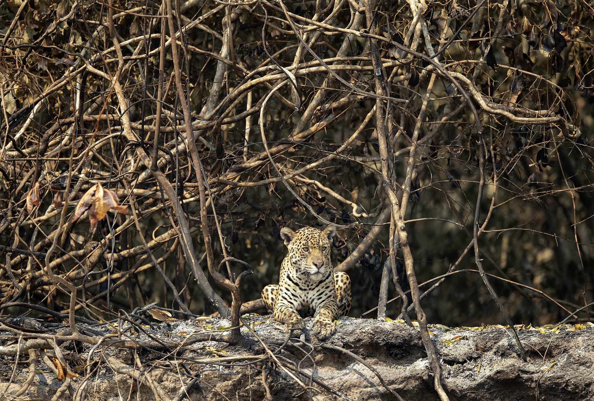 Ein Jaguar im Staatspark Encontro das Águas ist den Flammen entkommen Ein Jaguar im Staatspark Encontro das Águas ist den Flammen entkommen