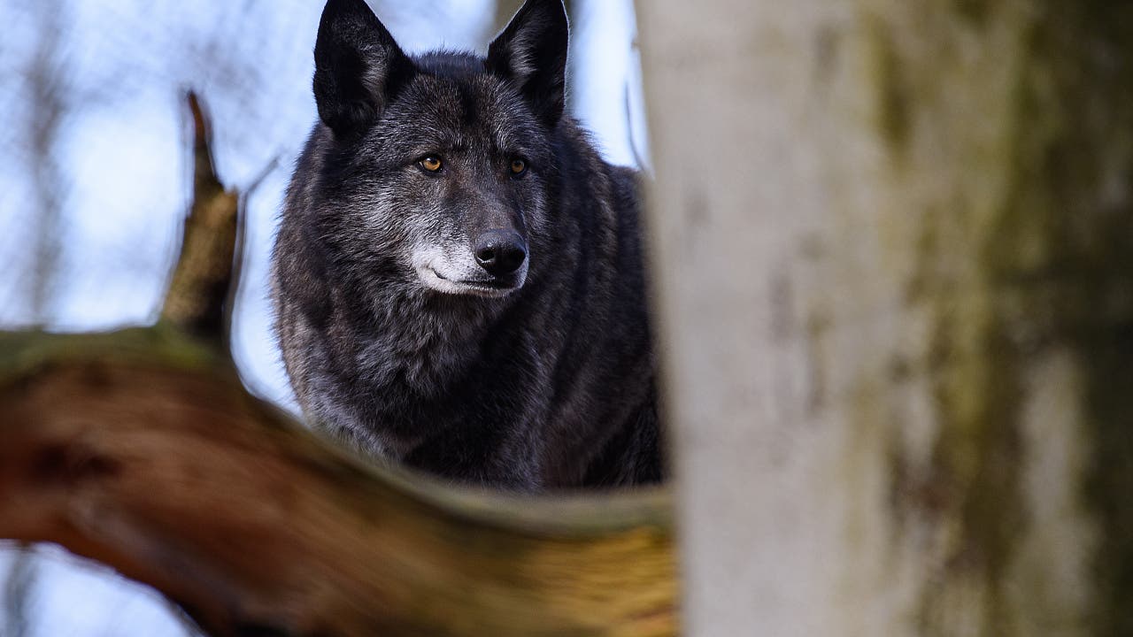 Wolfshybriden: Der Wolf im Hundepelz