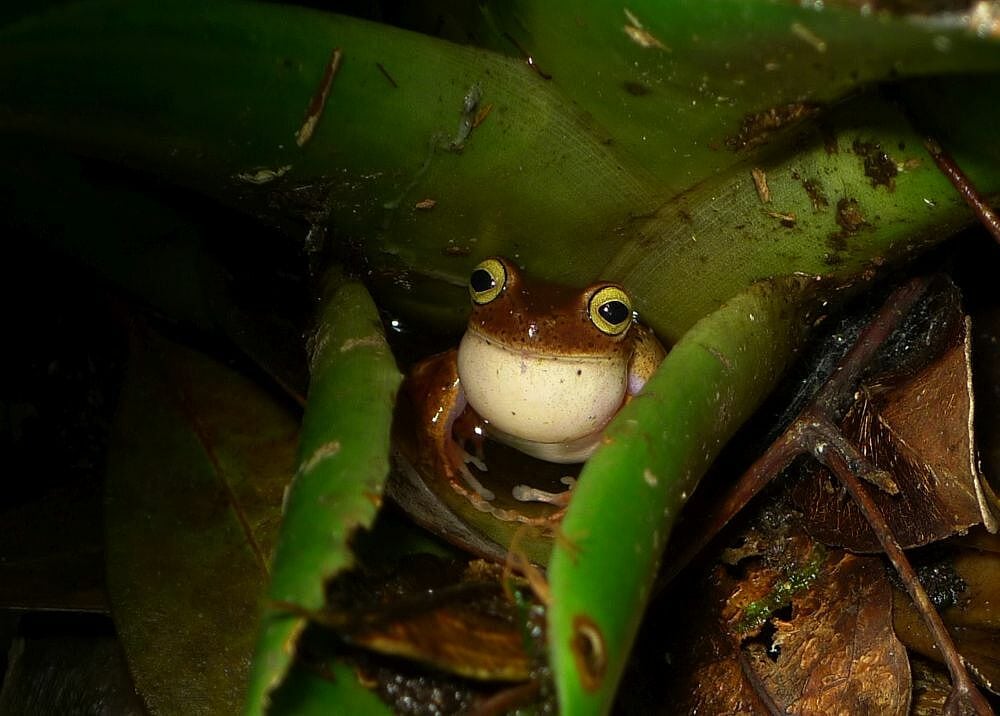 Bokermannohyla astartea ist in Brasilien endemisch. Sein natürlicher Lebensraum sind feuchte Tieflandwälder. Bokermannohyla astartea ist in Brasilien endemisch. Sein natürlicher Lebensraum sind feuchte Tieflandwälder.