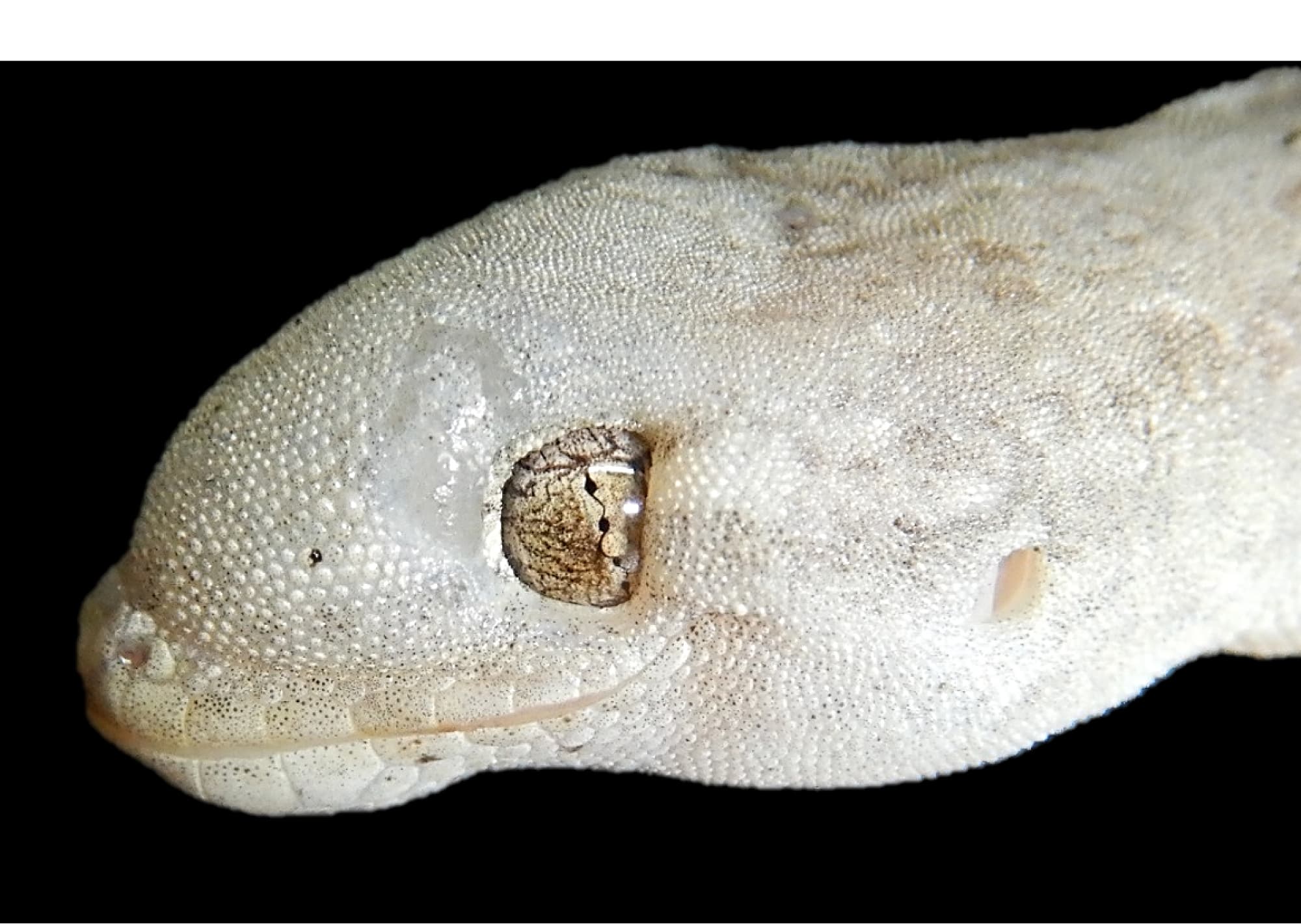 Infizierter Gecko Infizierter Gecko