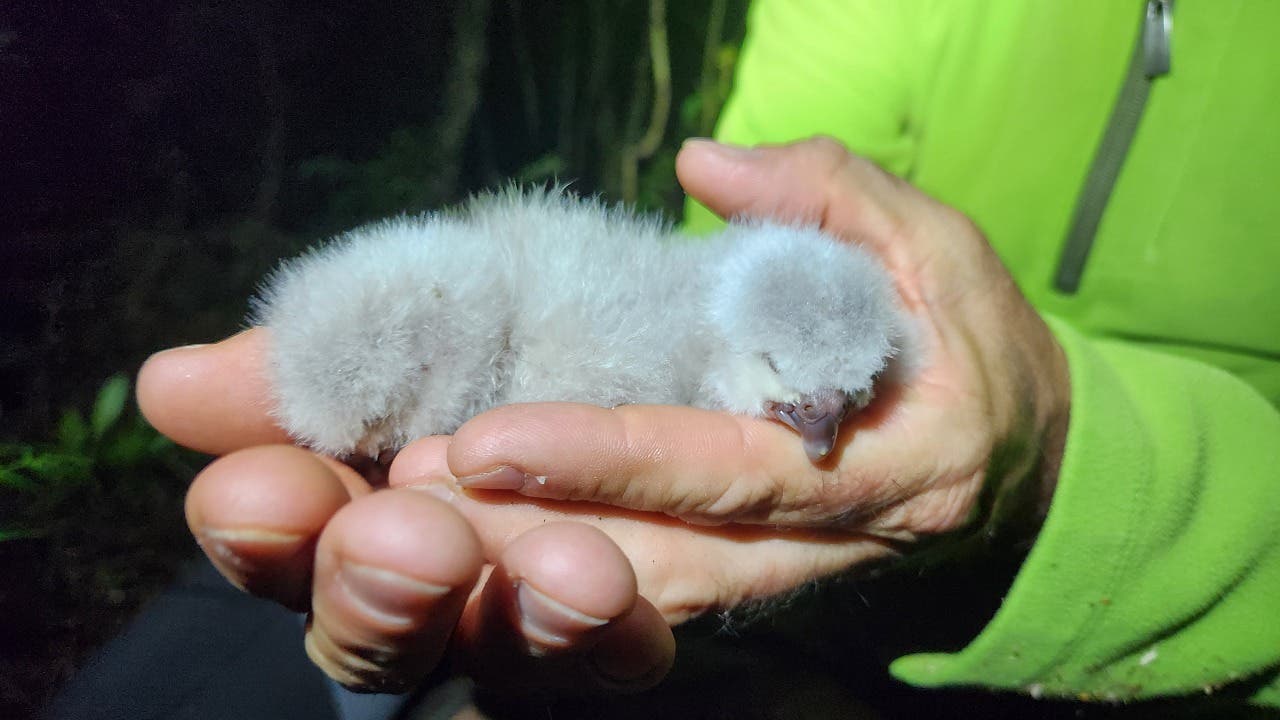 Artenschutz: Brutsaison bei Kakapos könnte Rekorde brechen