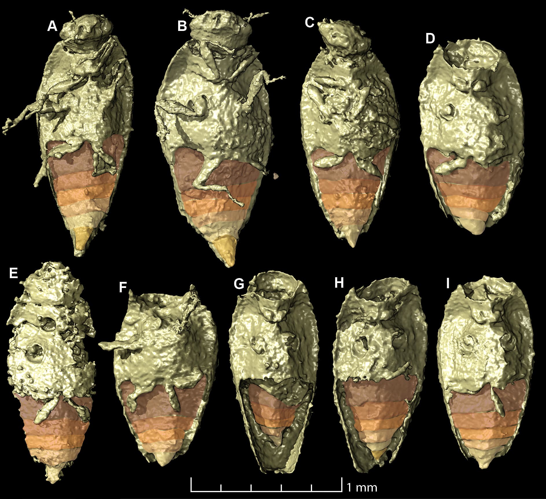 Triamyxa coprolithica Triamyxa coprolithica