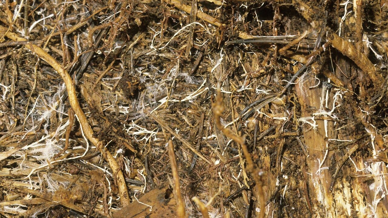 Mykologie: Fleisch fressender Pilz legt tödliche Fallen aus...