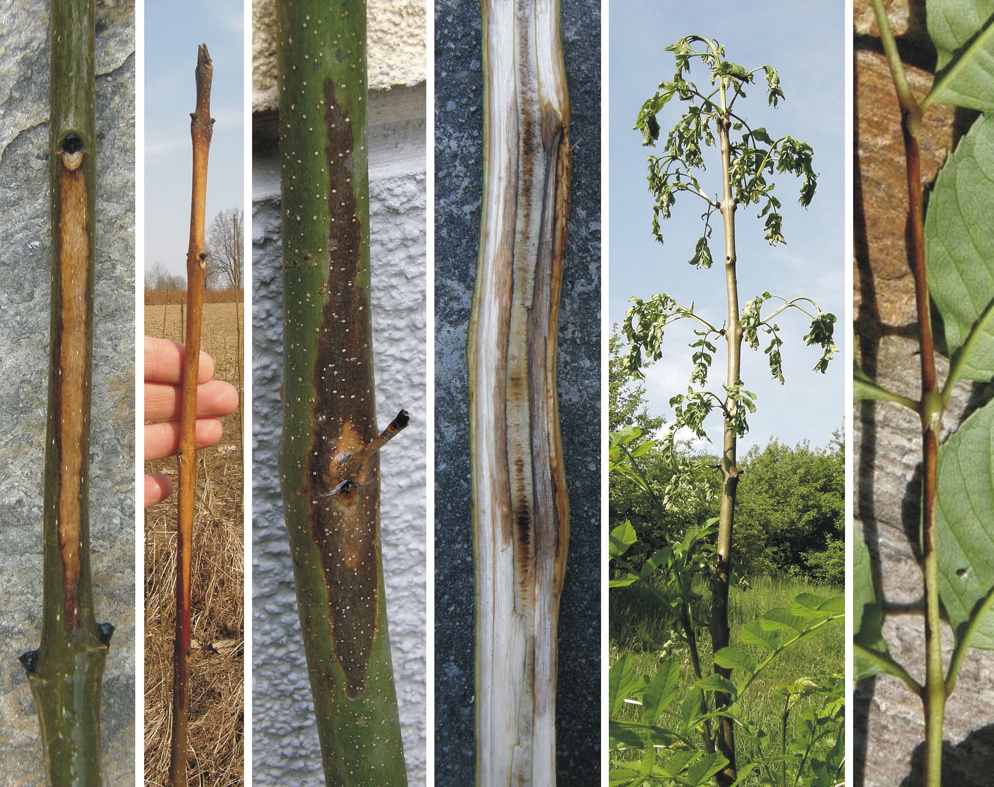 Ob eine Esche infiziert und erkrankt ist, zeigt sich durch verschiedene Symptome: Sie lässt die Blätter vorzeitig welken und abfallen, der Stamm zeigt Nekrosen und faule Stellen. Am Ende stirbt der Baum komplett ab. Ob eine Esche infiziert und erkrankt ist, zeigt sich durch verschiedene Symptome: Sie lässt die Blätter vorzeitig welken und abfallen, der Stamm zeigt Nekrosen und faule Stellen. Am Ende stirbt der Baum komplett ab.