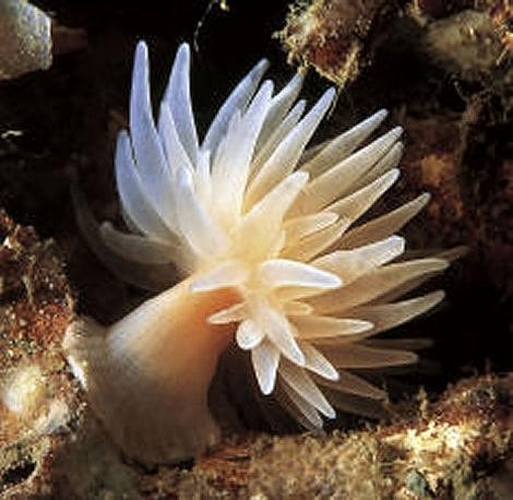 <i>Protanthea simplex</i> <i>Protanthea simplex</i>