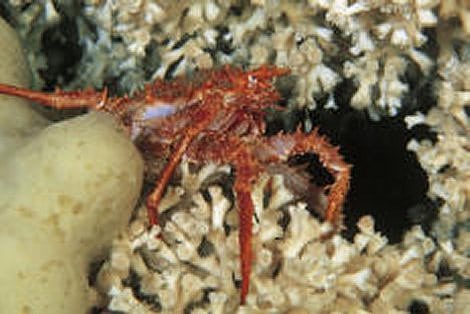 <i>Lithodes maja</i> <i>Lithodes maja</i>