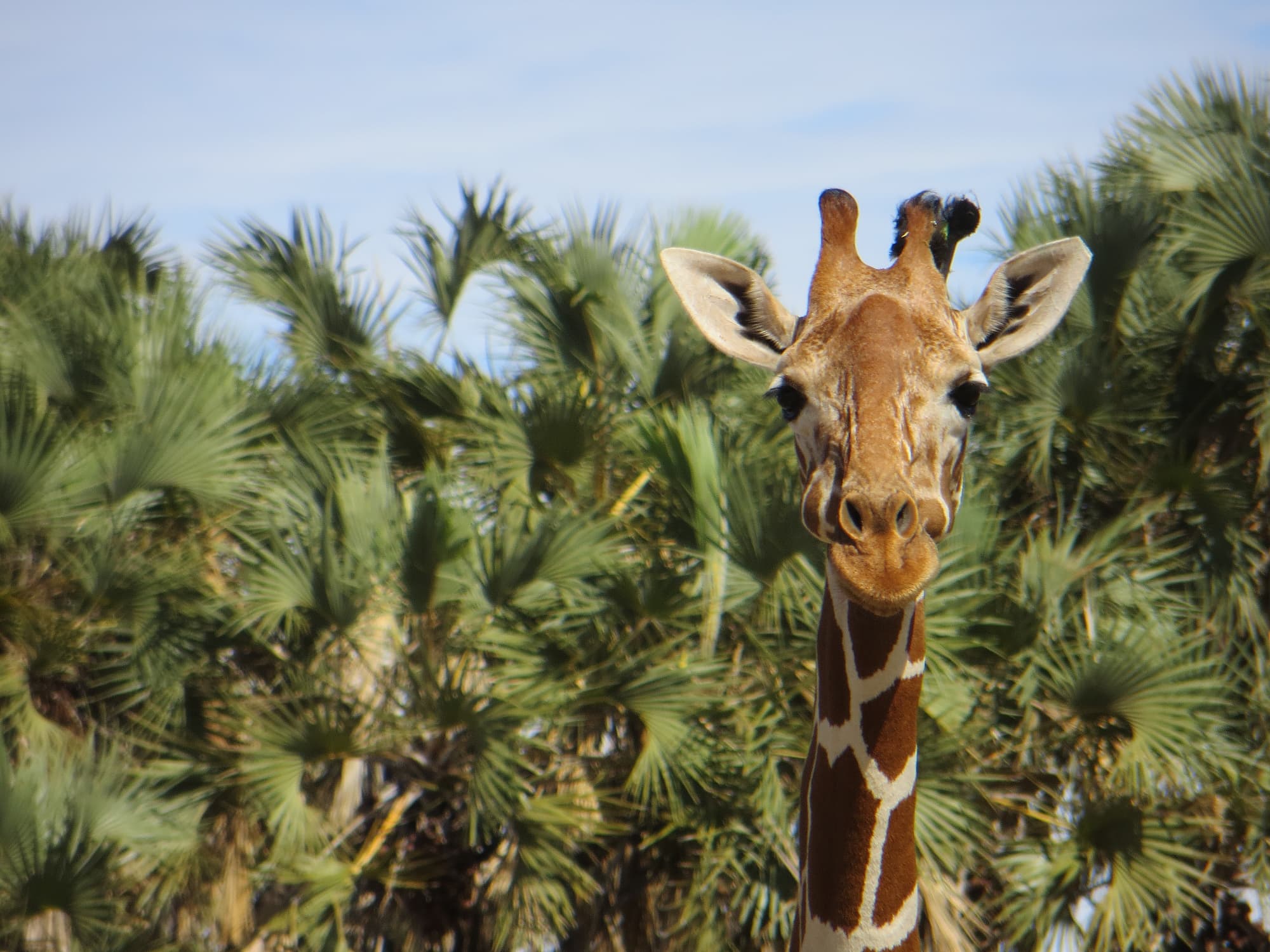 Das Giraffenweibchen »Napunyu« Das Giraffenweibchen »Napunyu«