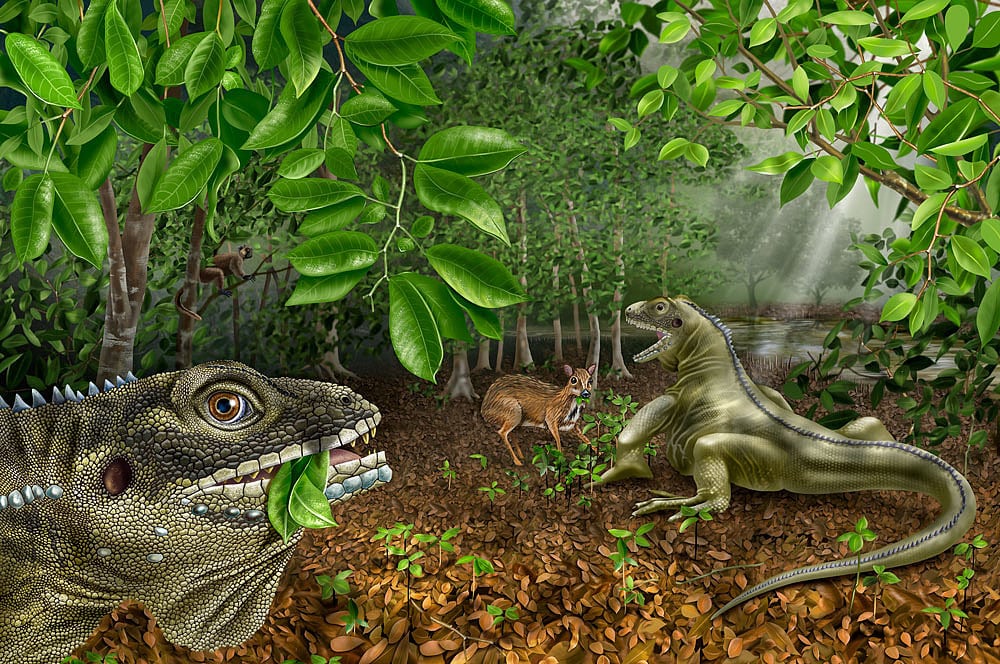Eidechsenkönig Eidechsenkönig
