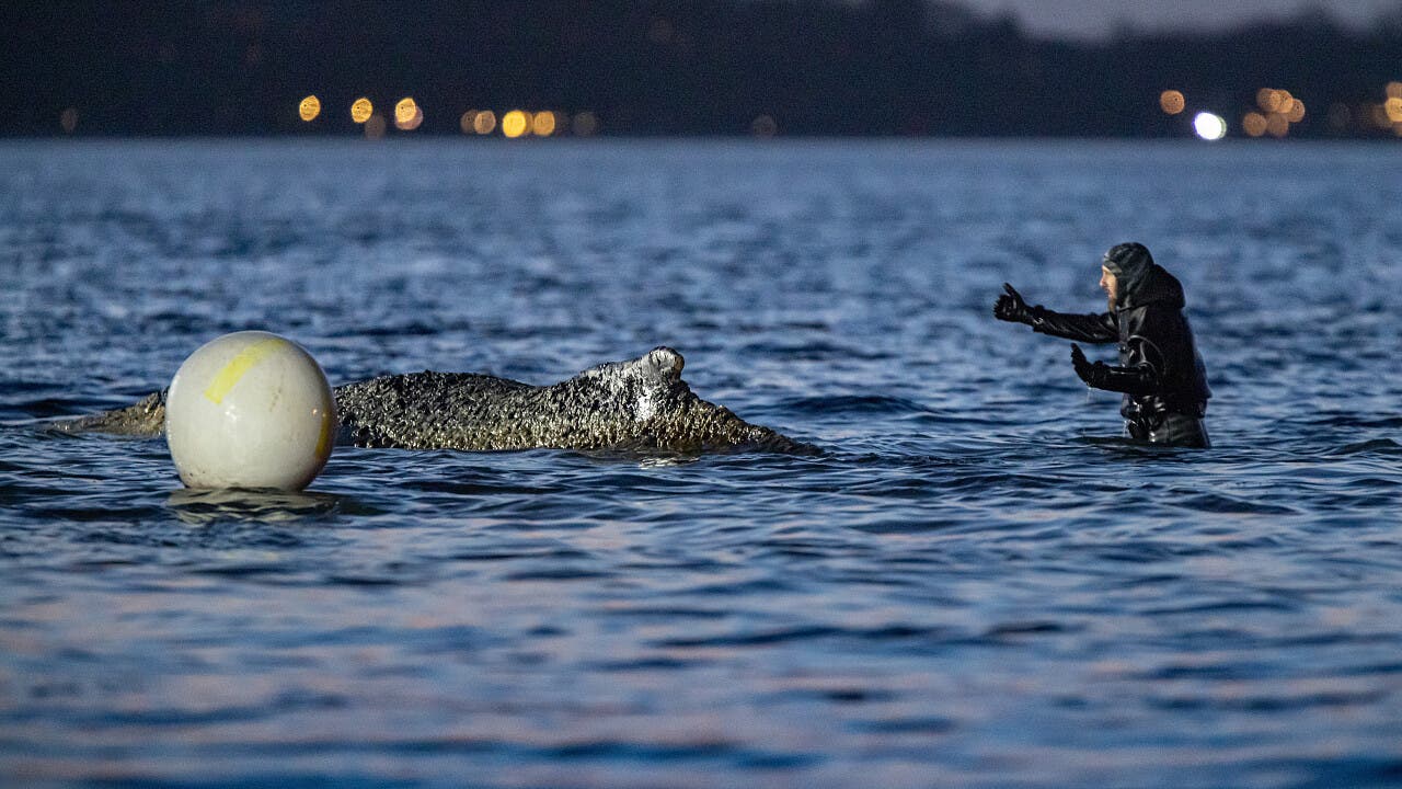 Gestrandeter Wal: Die wichtigsten Fragen rund um den Buckelwal in der Ostsee