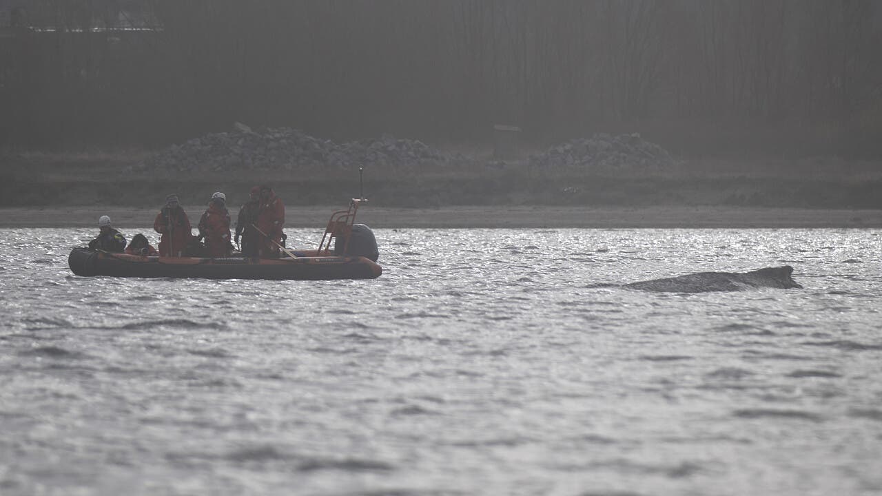Wal an der Ostseeküste: Buckelwal in Wismarbucht wird schwächer - Ruhe soll helfen