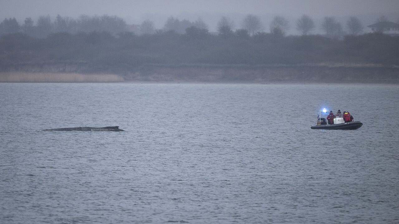 Gestrandeter Wal: Buckelwal liegt noch vor der Ostseeküste – und lebt