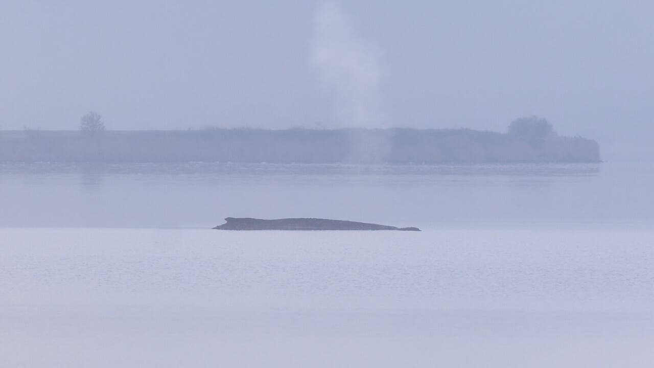 Verirrter Buckelwal : »Ein sehr sichtbares und tragisches Opfer der Fischerei«