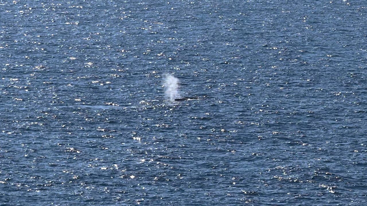 Buckelwal aus Ostsee: Schicksal des Wals bleibt unklar