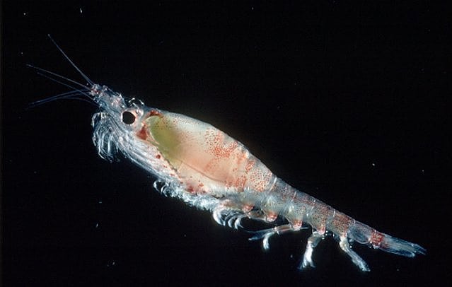 Krill Krill