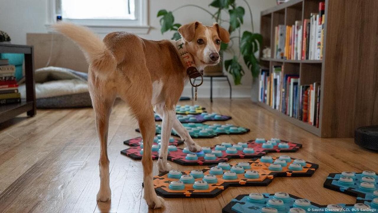 Hunde kommunizieren mit Soundboards