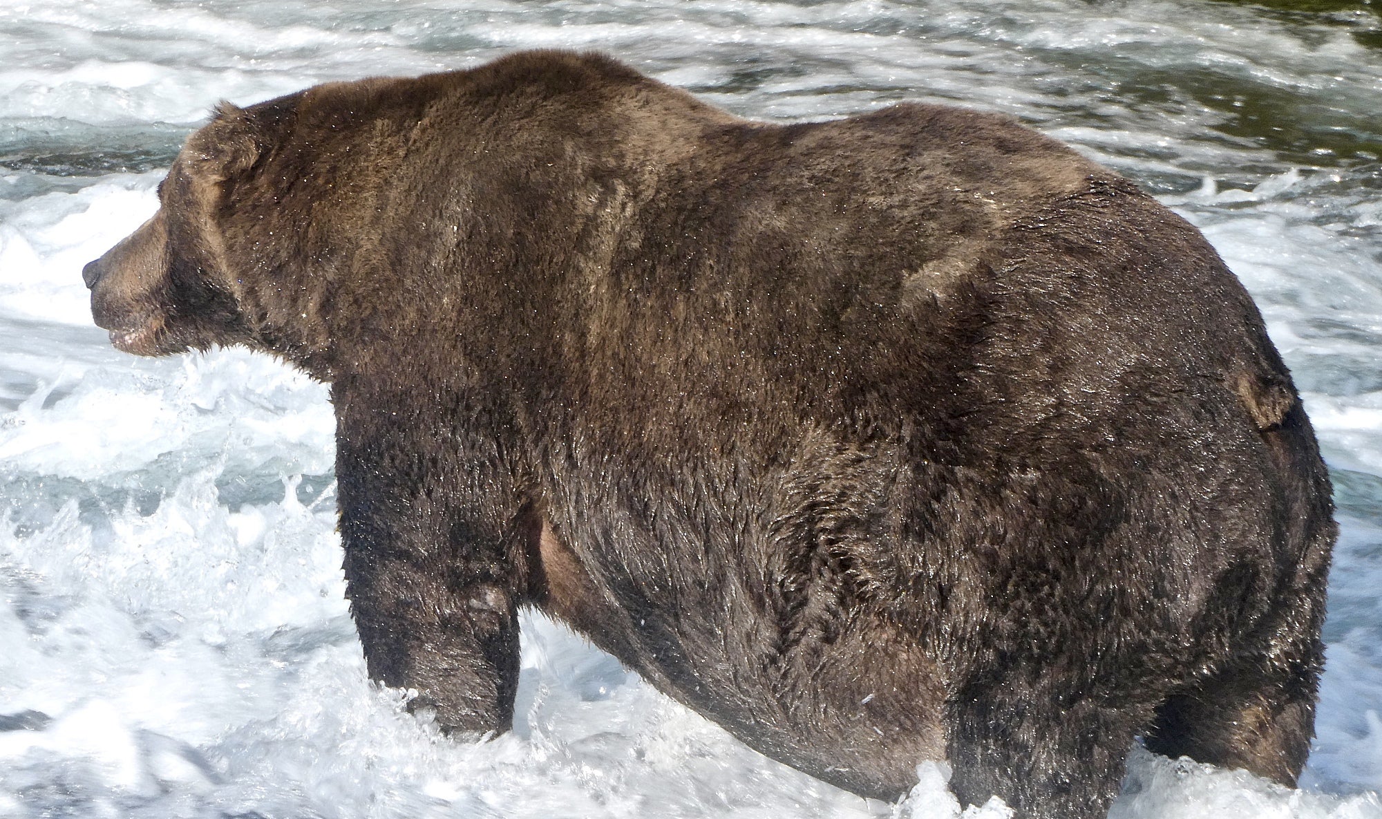 Der Bär 747 angelt nach Lachsen Der Bär 747 angelt nach Lachsen