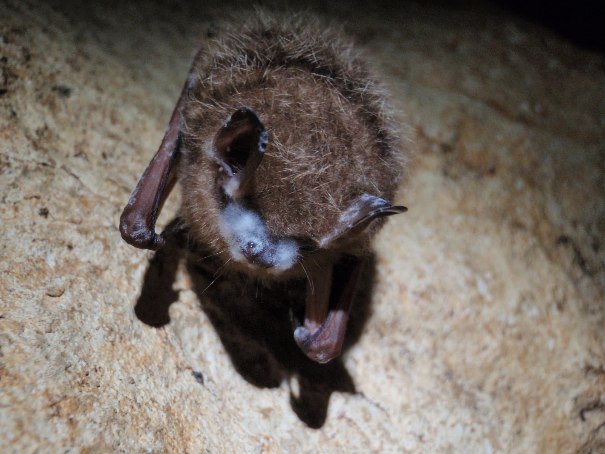 Erkrankte Fledermaus Erkrankte Fledermaus