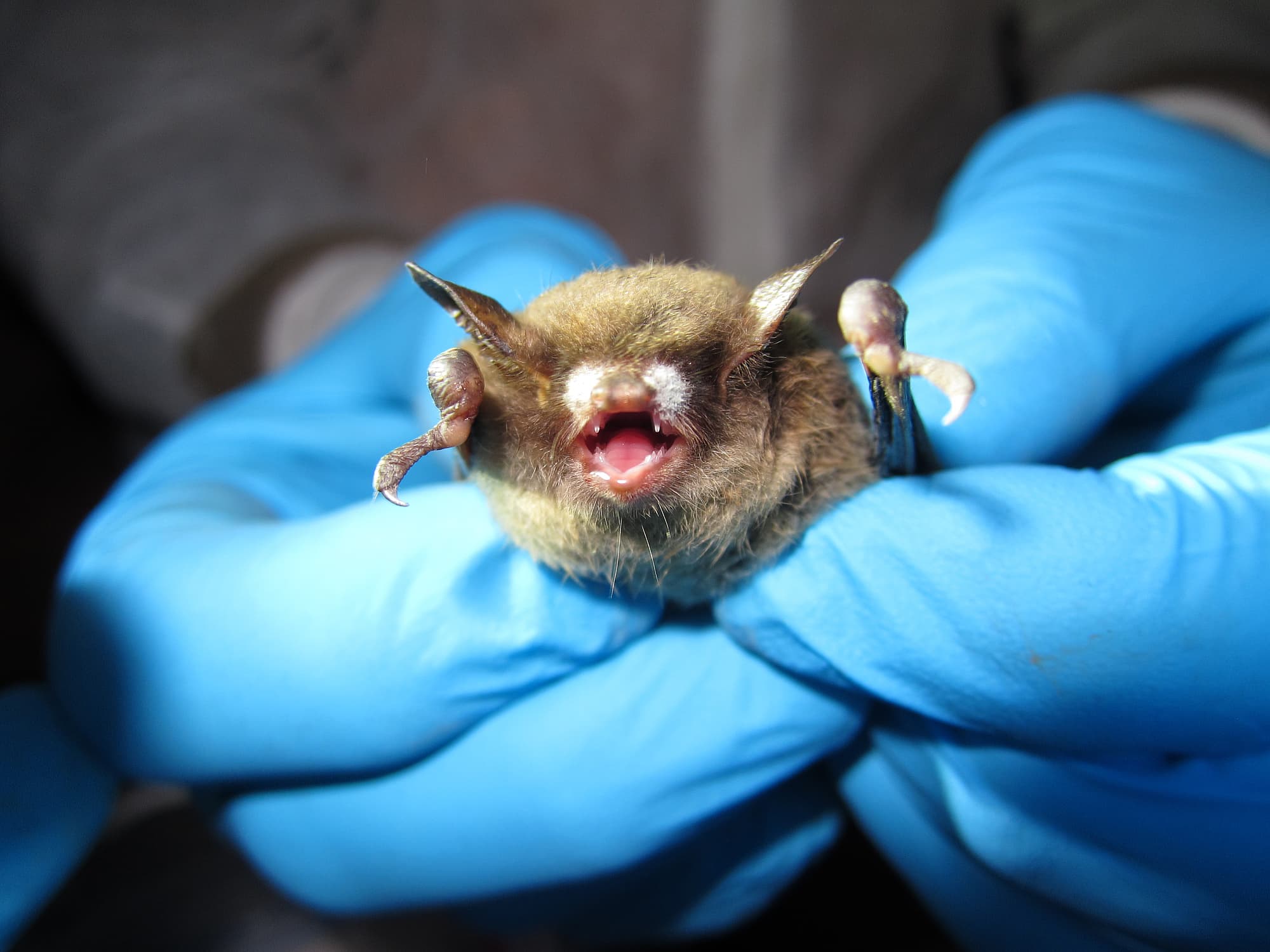 Erkrankte Fledermaus Erkrankte Fledermaus