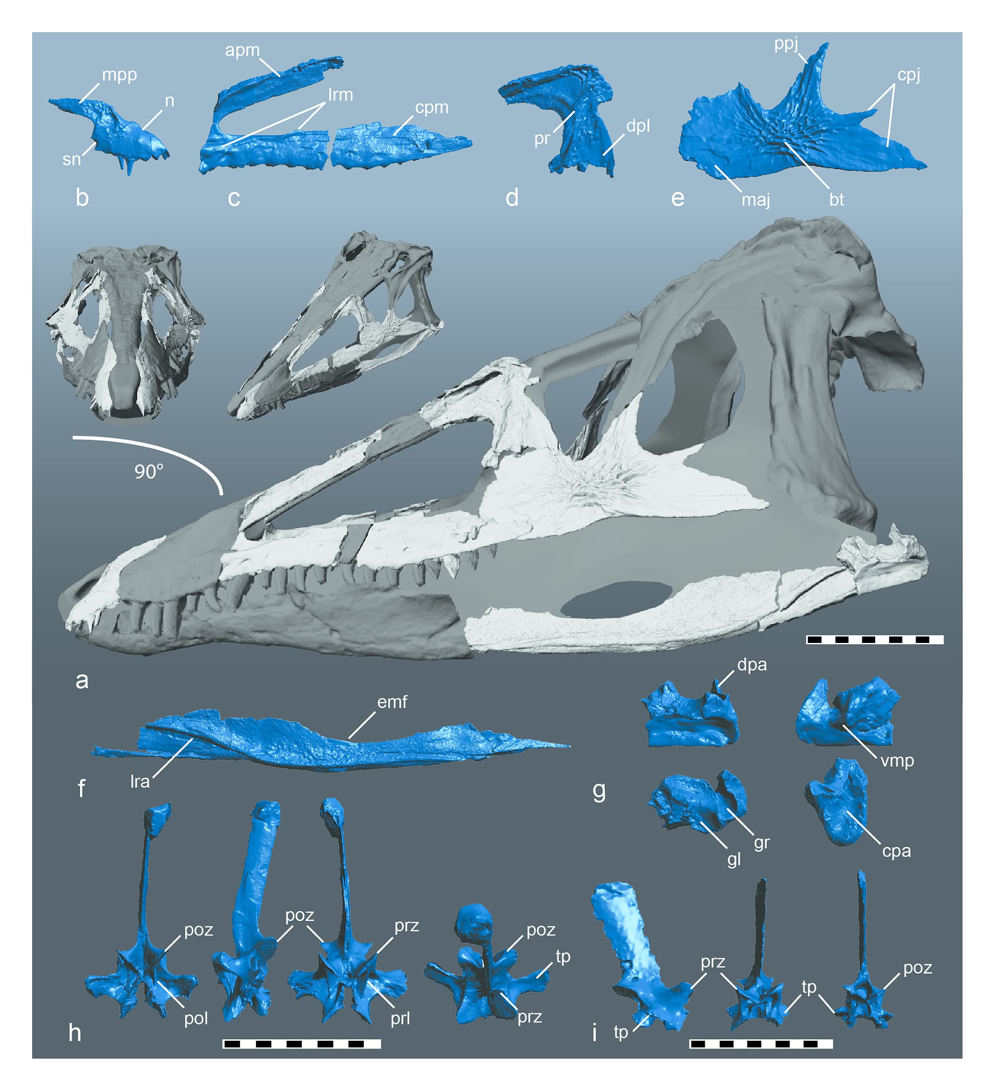 Knochen-Puzzle Knochen-Puzzle