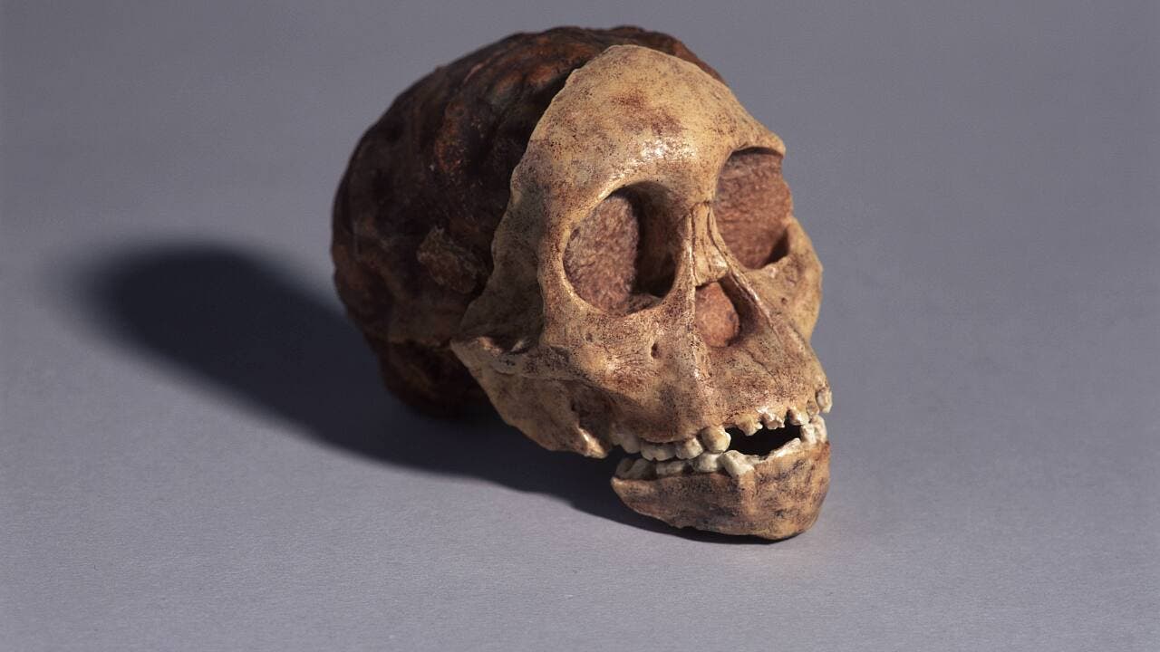 100 Jahre Australopithecus: Der umstrittene Südaffe