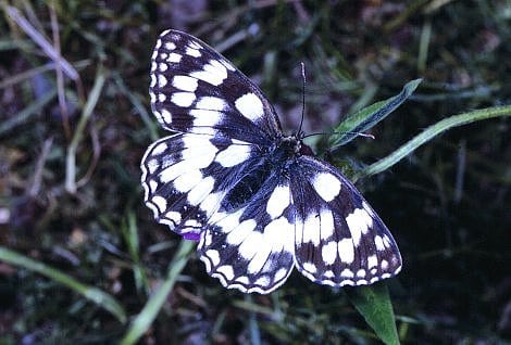Schachbrettfalter Schachbrettfalter
