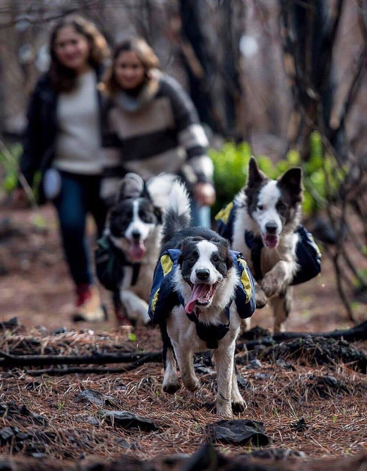 Border Collies im Einsatz Border Collies im Einsatz