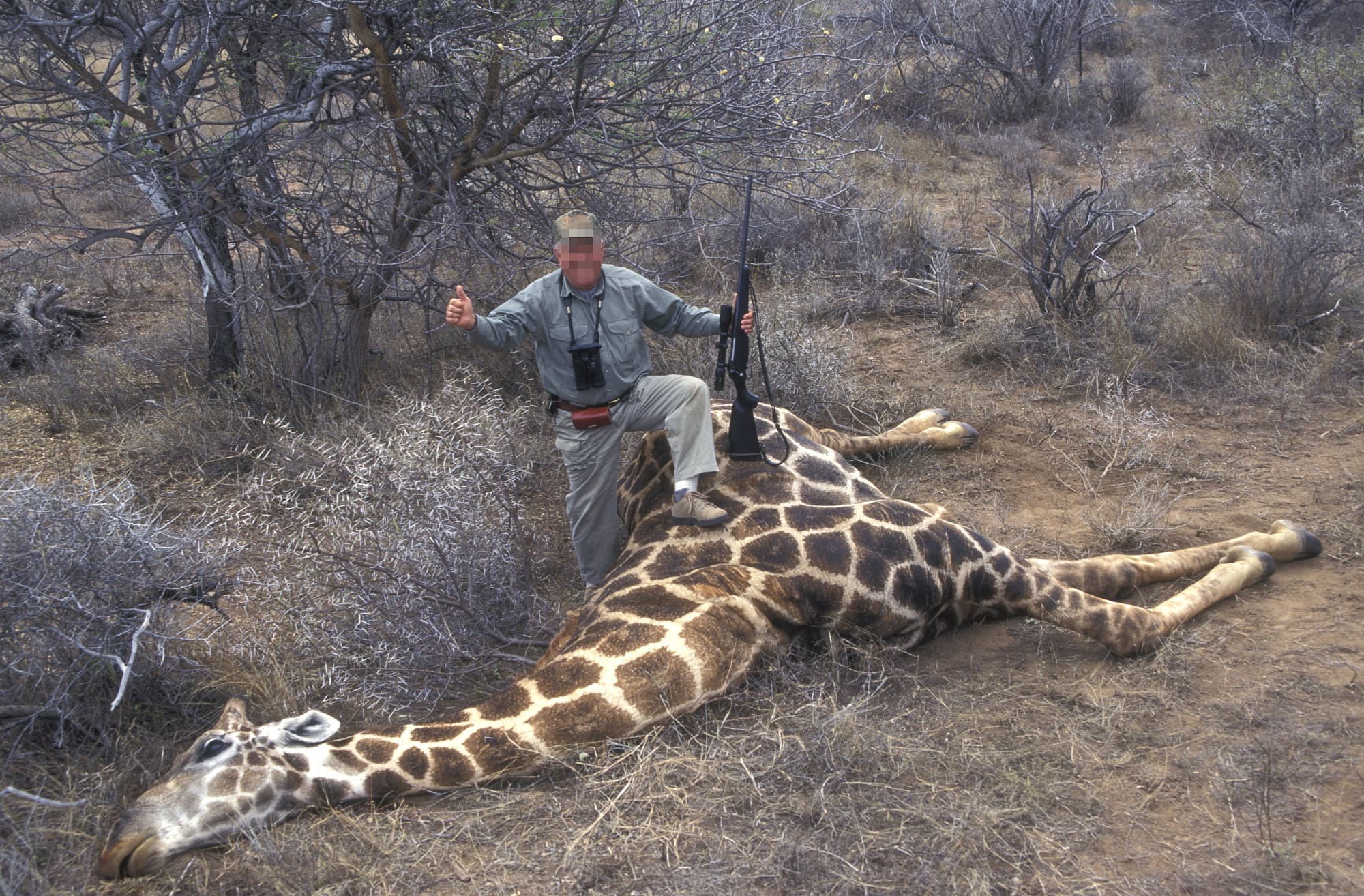 Ein Jäger steht über einer getöteten Giraffe und gibt das Daumen-hoch-Zeichen Ein Jäger steht über einer getöteten Giraffe und gibt das Daumen-hoch-Zeichen
