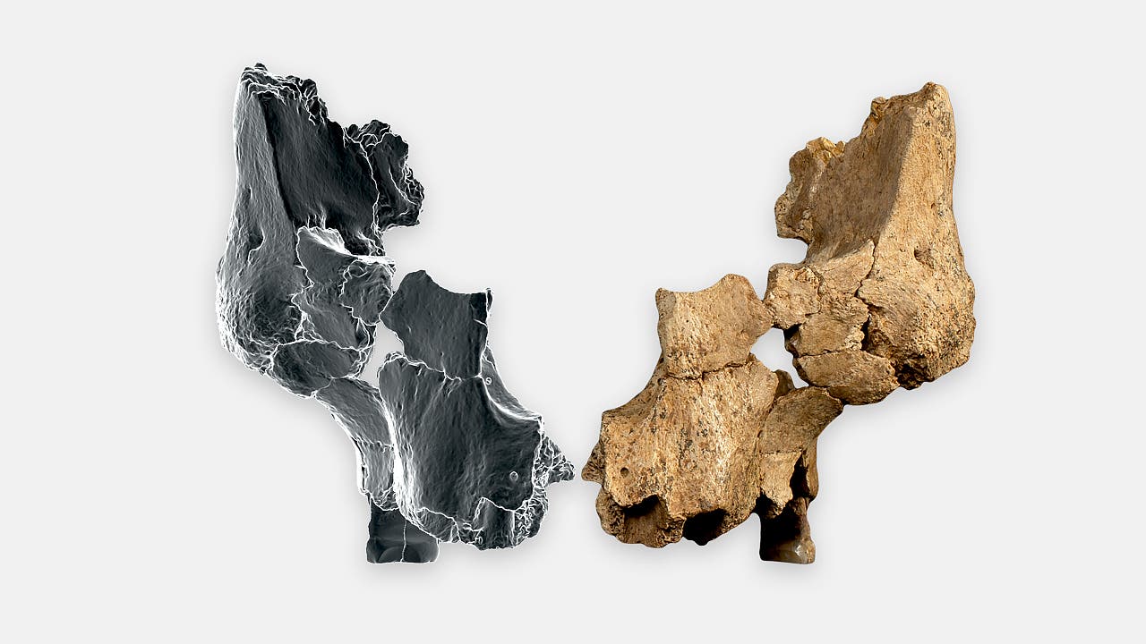 Homo-erectus-Verwandter: Schädelknochen eines Frühmenschen sind die ältesten Westeuropas