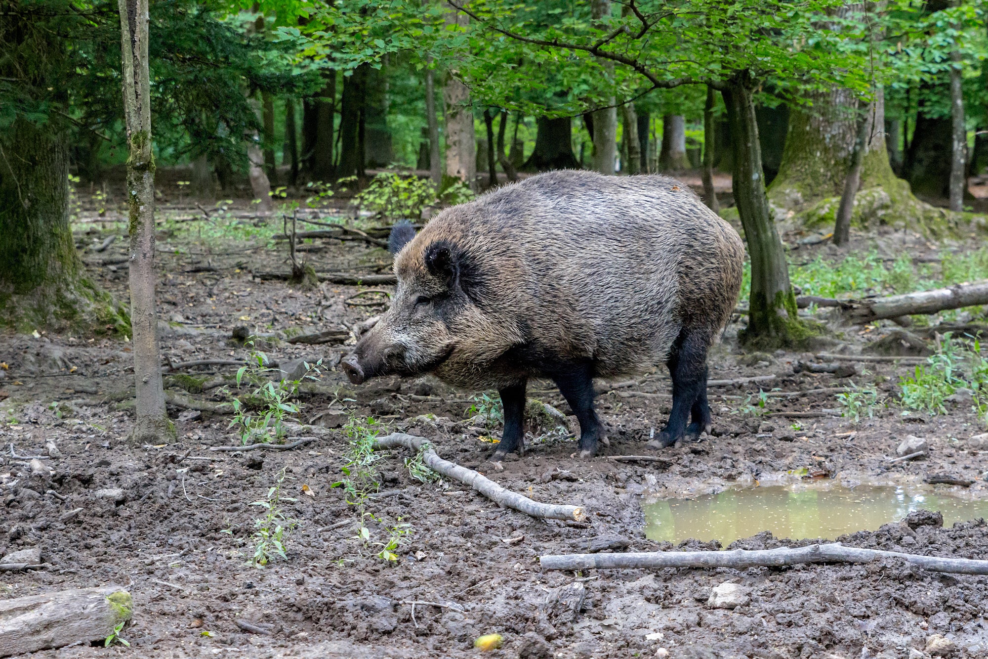 Wildschwein im Wald Wildschwein im Wald