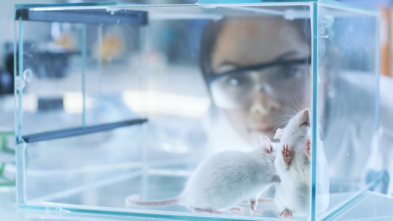 Mit menschlicher Laborhaut gegen Tierversuche