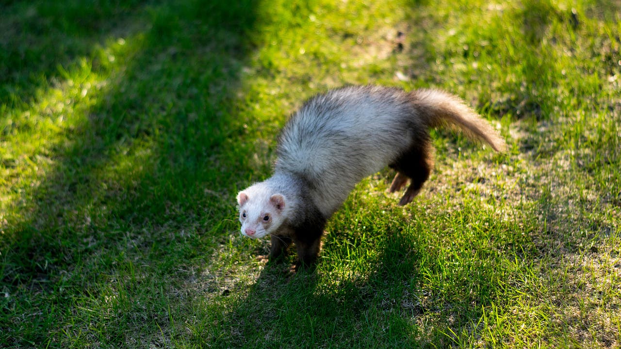 Zoologie: Klare Sicht trotz rasanten Sprints