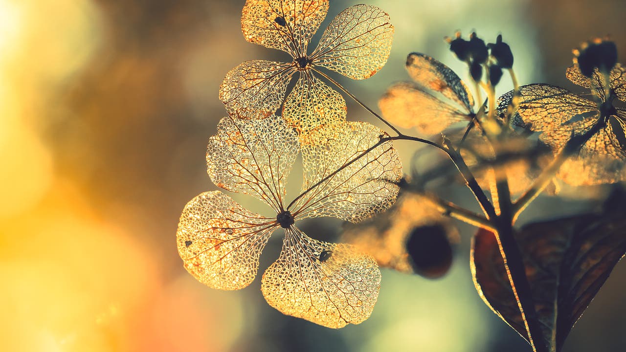 Verlust: Wie man Trauernde wirklich unterstützt