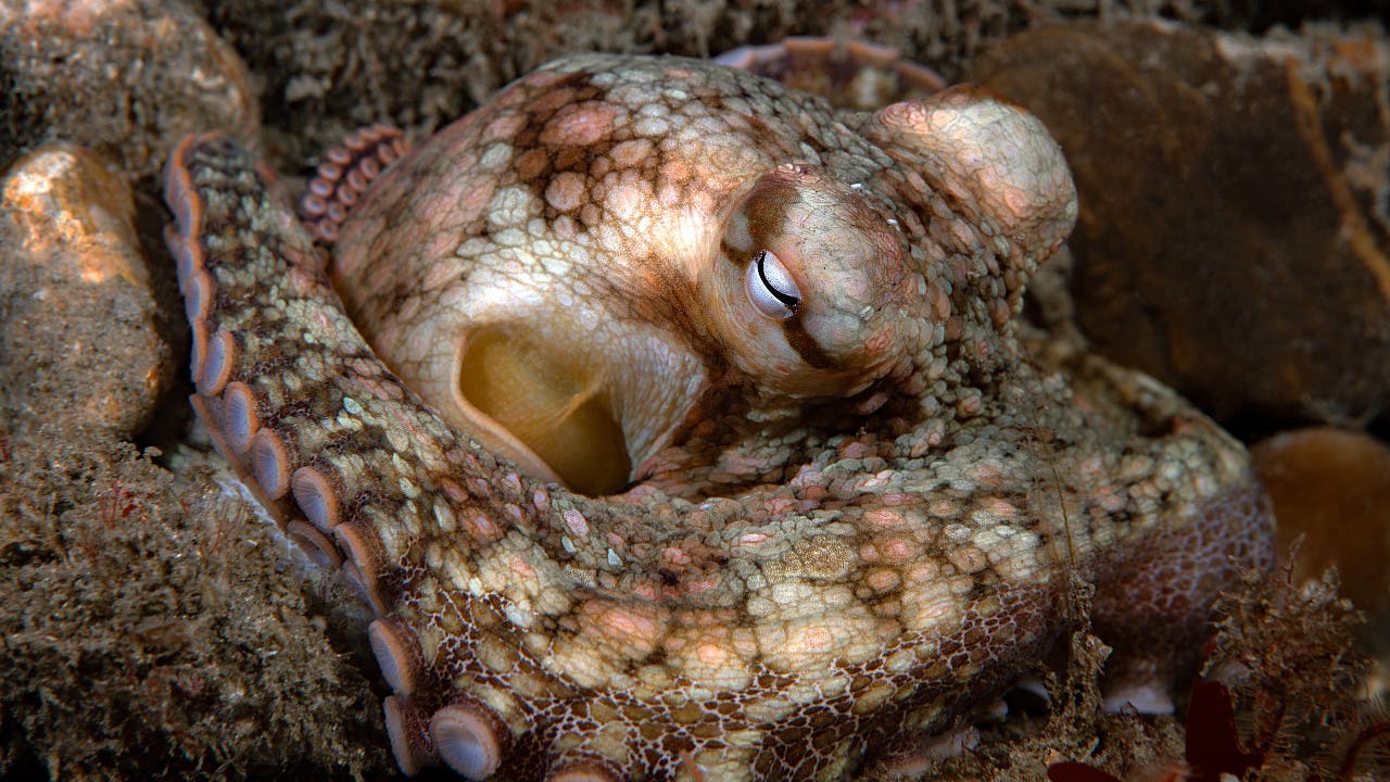 Paarungsarm mit Doppelfunktion: Kraken setzen beim Sex auf Chemie