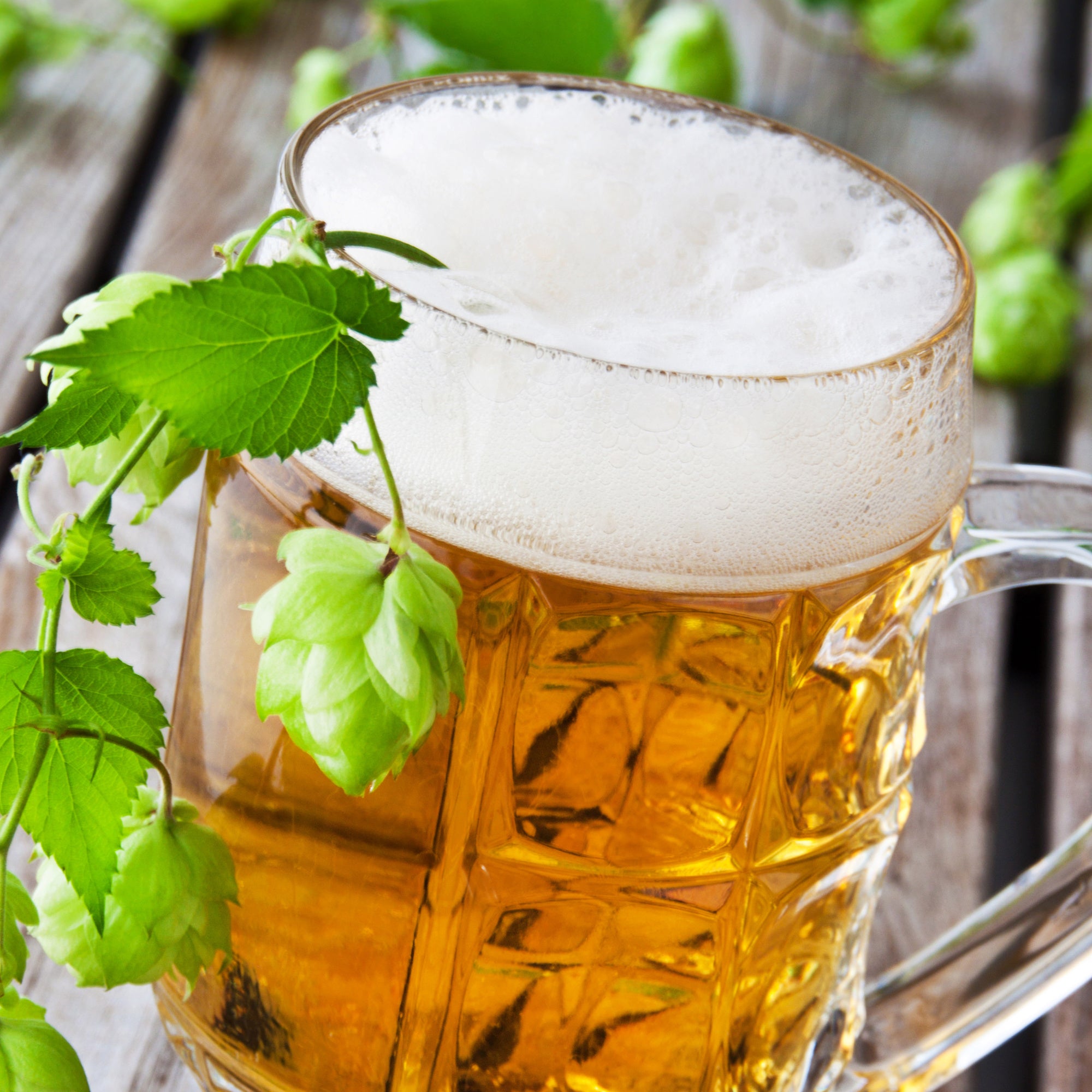 Ein volles Bierglas mit Ranke und Blüte des Echten Hopfen Ein volles Bierglas mit Ranke und Blüte des Echten Hopfen