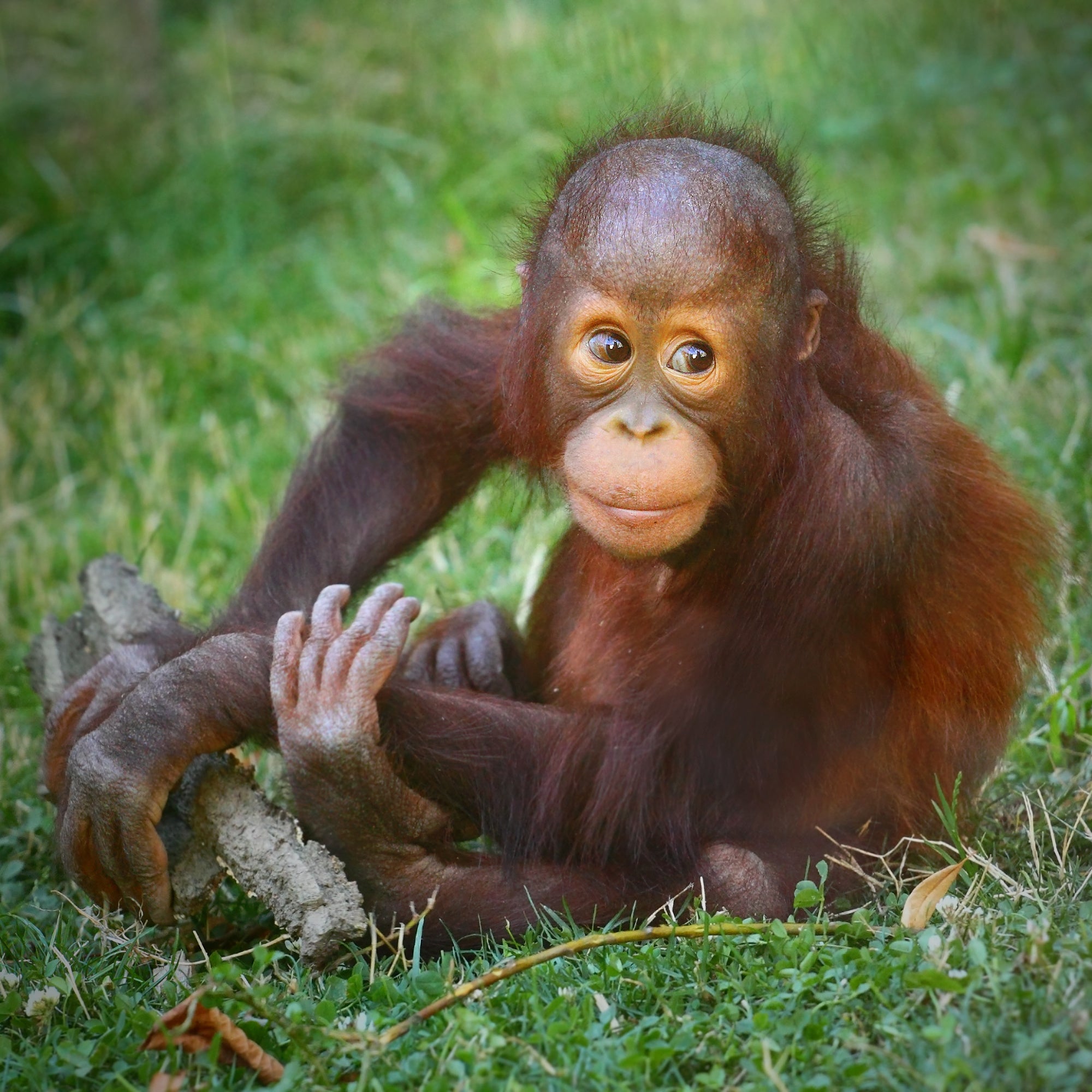 Ein junger Borneo-Orang-Utan sitzt im Gras und guckt in die Kamera. Ein junger Borneo-Orang-Utan sitzt im Gras und guckt in die Kamera.