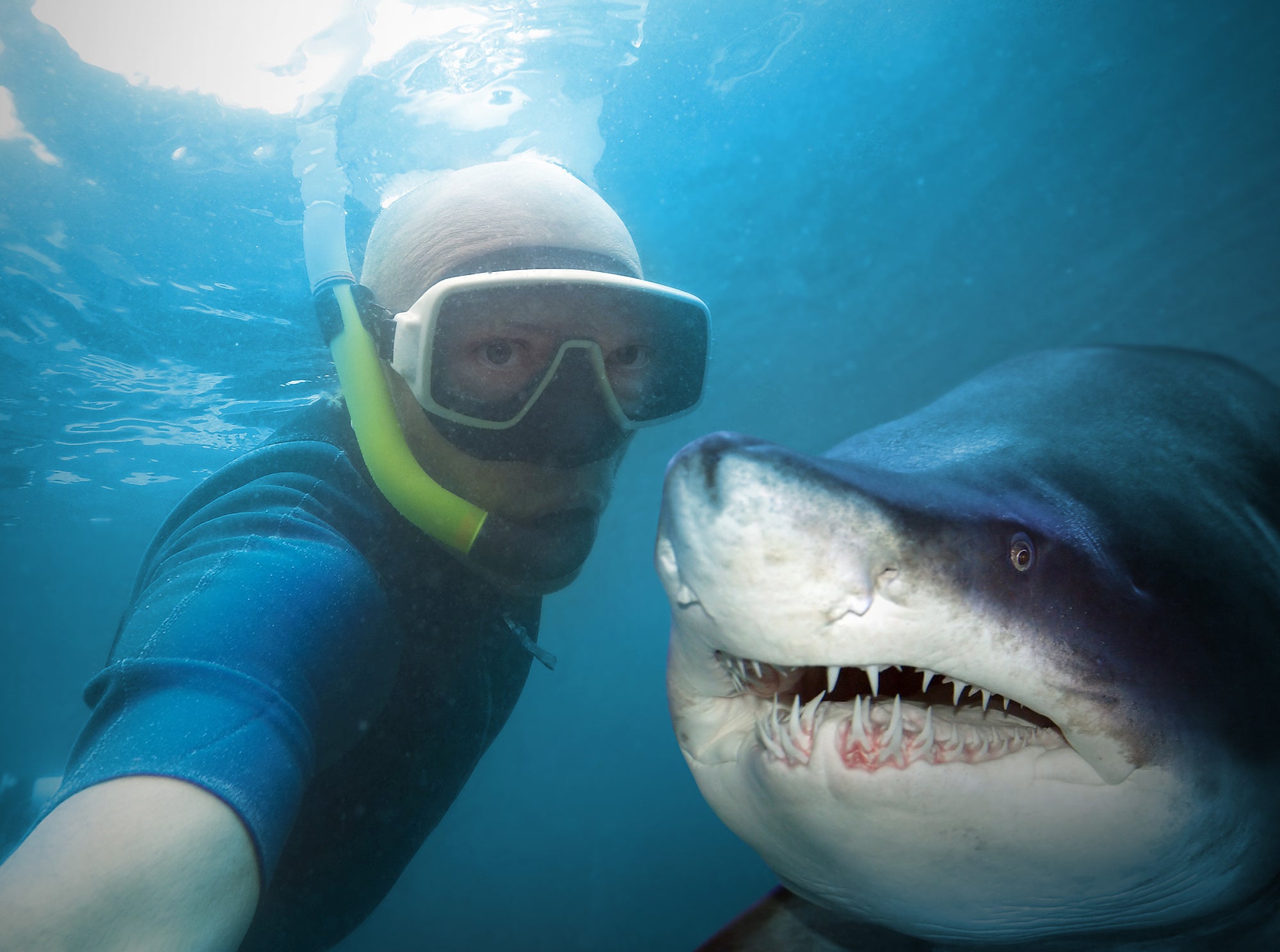 Ein Taucher macht ein Selfie von sich und einem mehr als zwei Meter langen Hai. Anders als die meisten Menschen meinen, sind die meisten Hai-Arten für Menschen völlig ungefährlich. Dagegen werden jedes Jahr etwa 70 Millionen Haie von Menschen getötet. Ein Taucher macht ein Selfie von sich und einem mehr als zwei Meter langen Hai. Anders als die meisten Menschen meinen, sind die meisten Hai-Arten für Menschen völlig ungefährlich. Dagegen werden jedes Jahr etwa 70 Millionen Haie von Menschen getötet.