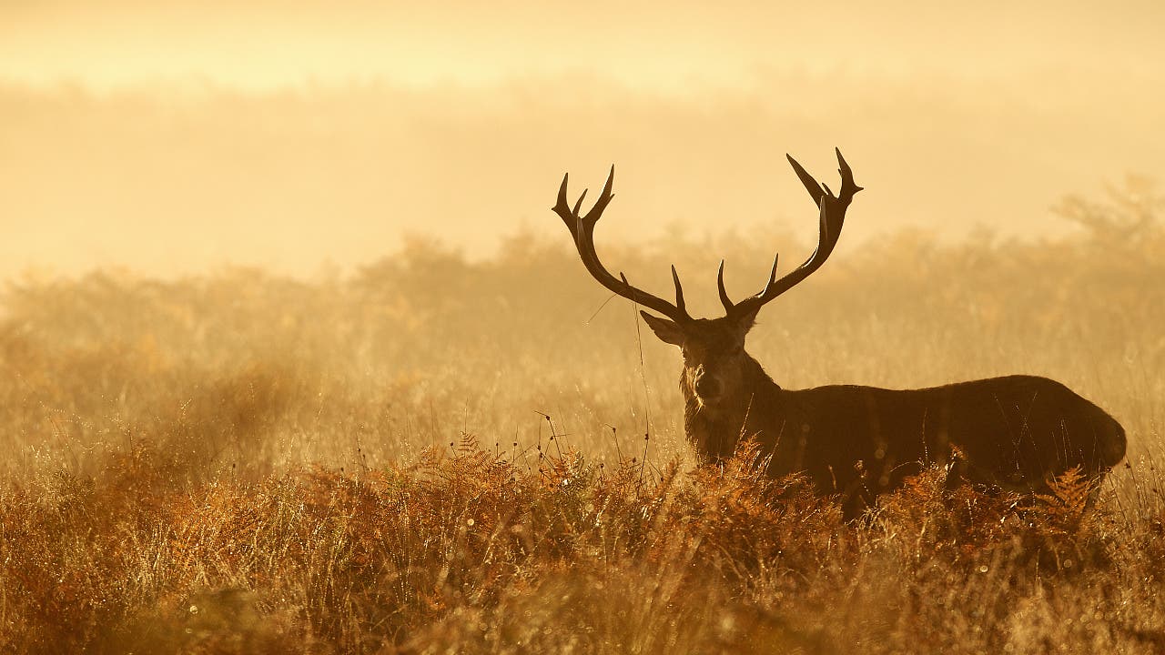 Chronic Wasting Disease: Ist die Zombiehirschkrankheit doch auf Menschen übertragbar?