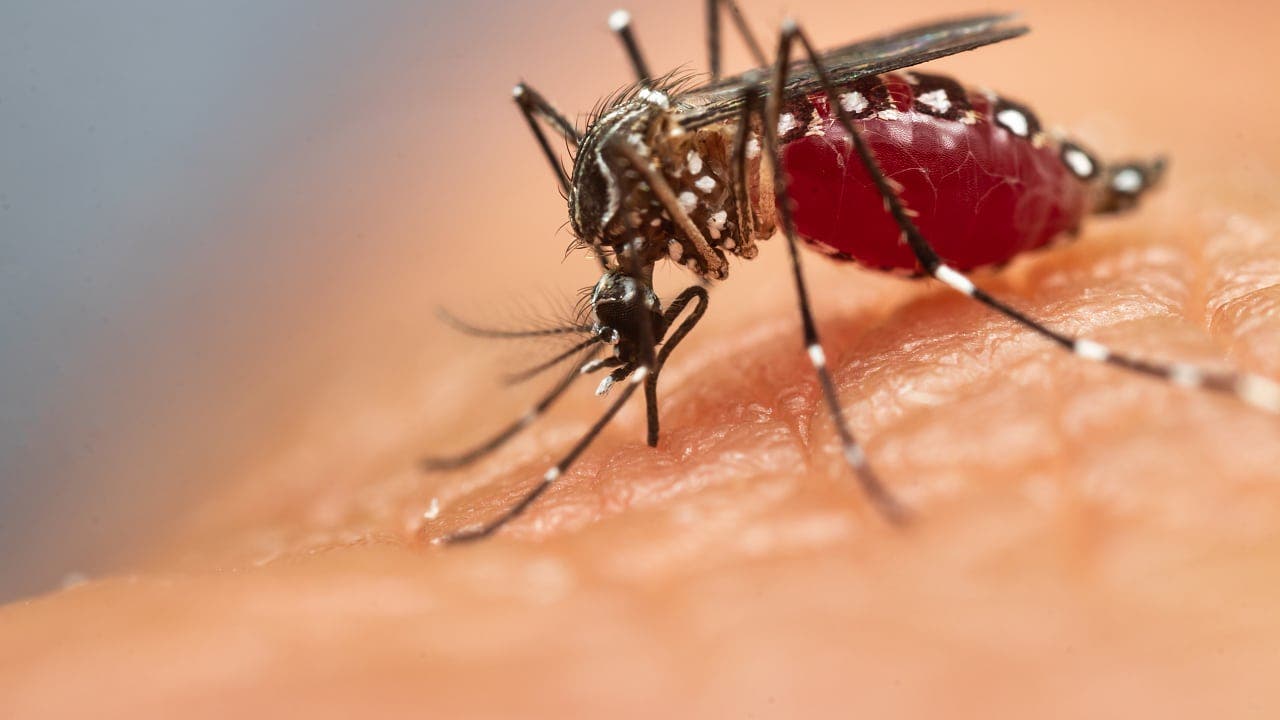 Was wir über Parasiten wissen sollten