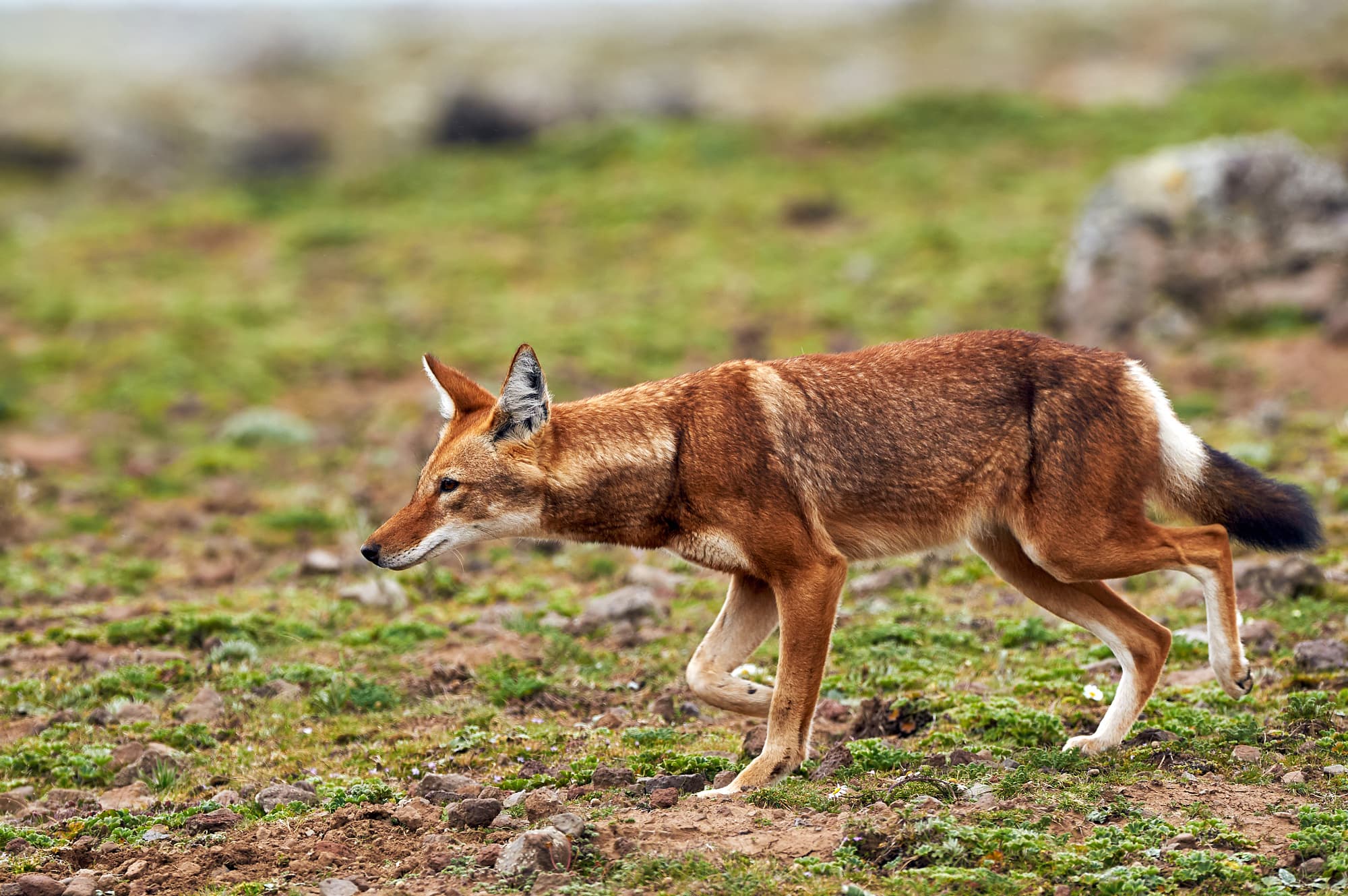 7 Äthiopischer Wolf – Bündnispartner der Paviane 7 Äthiopischer Wolf – Bündnispartner der Paviane