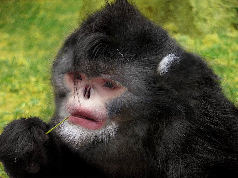 Bisher gibt es noch keinerlei Aufnahmen der neuen Affenart aus Myanmar. Diese Rekonstruktion beruht auf Beobachtungen und einem gefundenen Kadaver des <i>Rhinopithecus strykeri </i>. Bisher gibt es noch keinerlei Aufnahmen der neuen Affenart aus Myanmar. Diese Rekonstruktion beruht auf Beobachtungen und einem gefundenen Kadaver des <i>Rhinopithecus strykeri </i>.