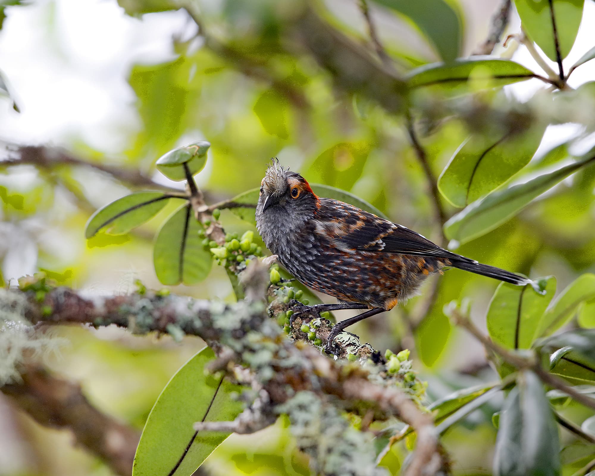 'Akohekohe 'Akohekohe