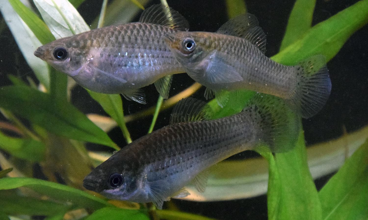 Amazonen-Kärpflinge sind silbrige, etwas unförmig anmutende Fische. Amazonen-Kärpflinge sind silbrige, etwas unförmig anmutende Fische.